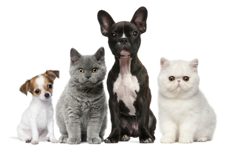 Tier-Shops: Hunde und Katzen