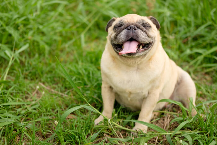 Lächelnder Hund im Gras