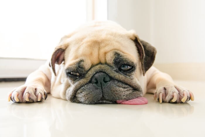 Hund liegt auf Boden mit raushängender Zunge