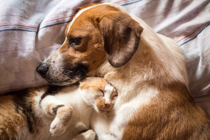 Hund und Katze liegen gemeinsam im Bett