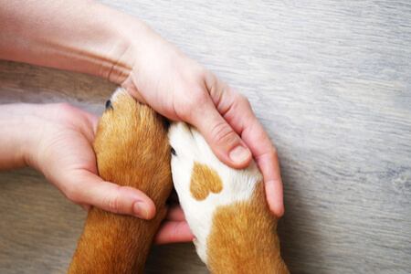 Hundepfoten werden von Menschenhand gehalten
