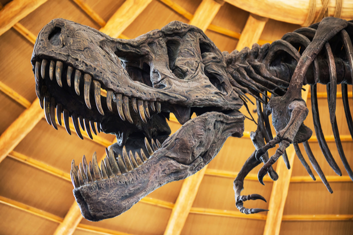 Skelett eines T-Rex