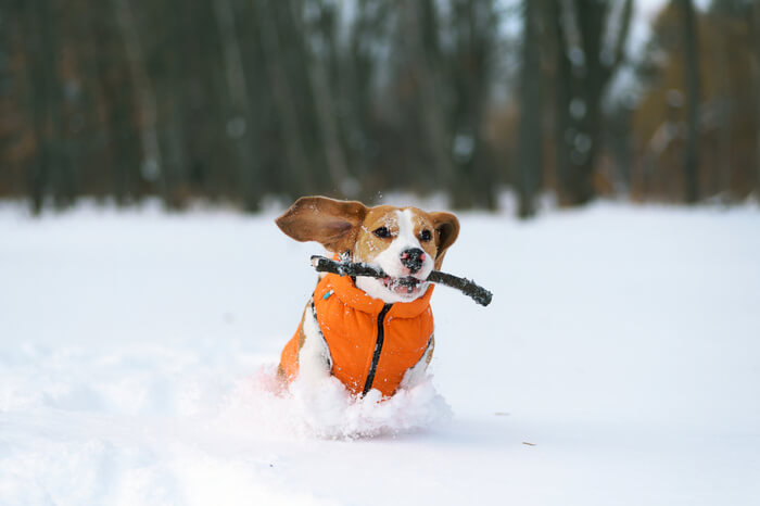 Bekleideter Hund läuft durch Schnee