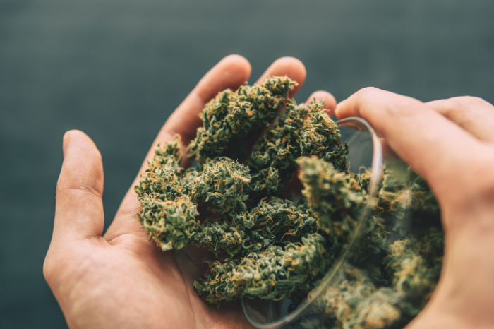 Cannabisblüten in Händen