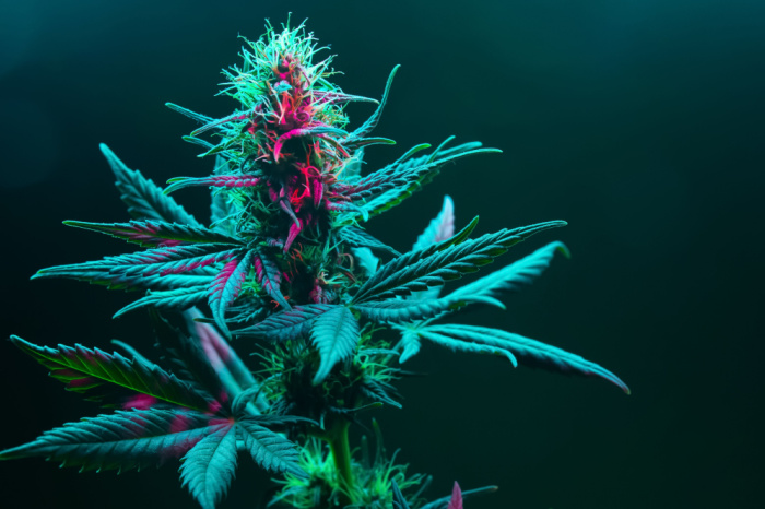 Cannabis blühende Pflanze auf dunkelgrünem Hintergrund