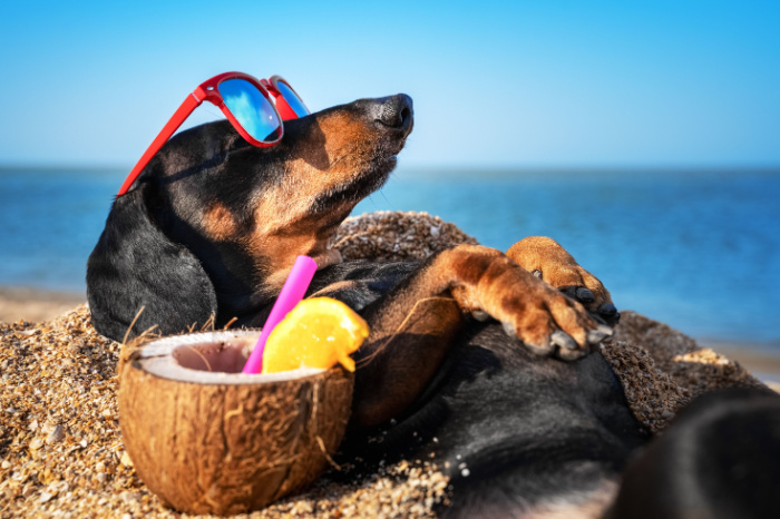 Dackel macht Urlaub am Strand und trinkt einen Mocktail aus einer Ananas