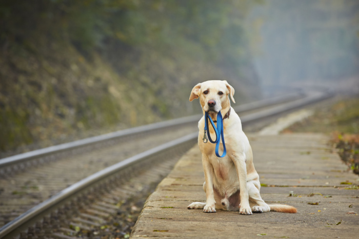 Hund wartet mit Leine in der Schnautze auf Eigentümer am Bahnsteig