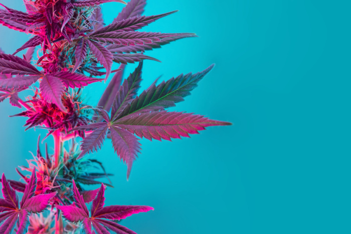 Cannabis Blattwerk mit violettem rosa Pastellton
