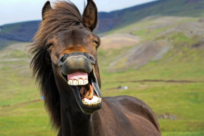 Isländische Pferde lächeln ein großes Lächeln