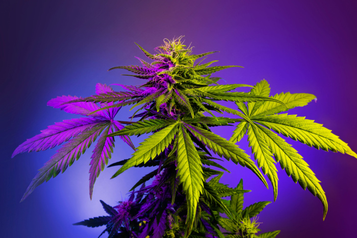 Große blühende Cannabis-Pflanze in violettem Licht