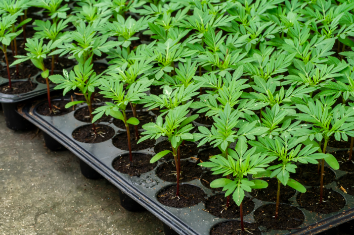 Kleine Cannabis-Pflanzen in Anzuchttöpfen