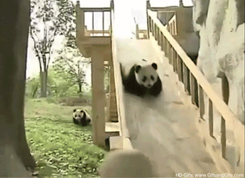 Panda auf Rutsche