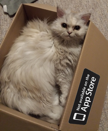 Katze in Kiste