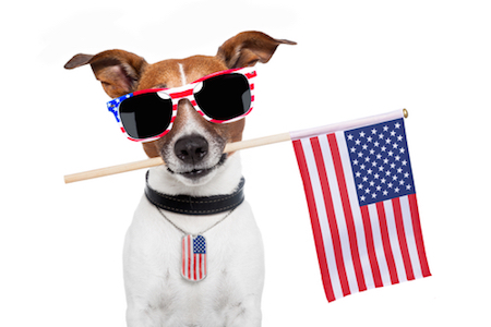 Hund mit USA-Brille und Flagge