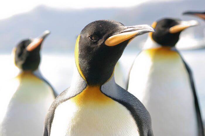 Gruppe Pinguine 