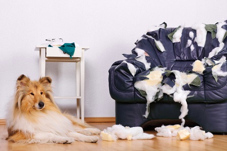 Hund neben zerstörtem Sofa