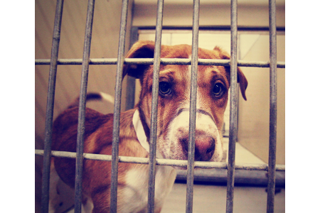 Illegaler Handel mit Hundewelpen soll Riegel vorgeschoben werden