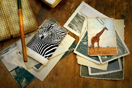 Alte Wildtier-Fotos auf einem Schreibtisch aus Holz