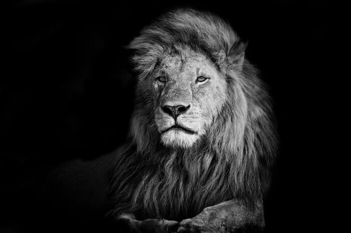 Löwe in schwarz/weiß 