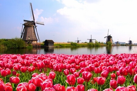 Niederlande, Tulpen, Windmühle