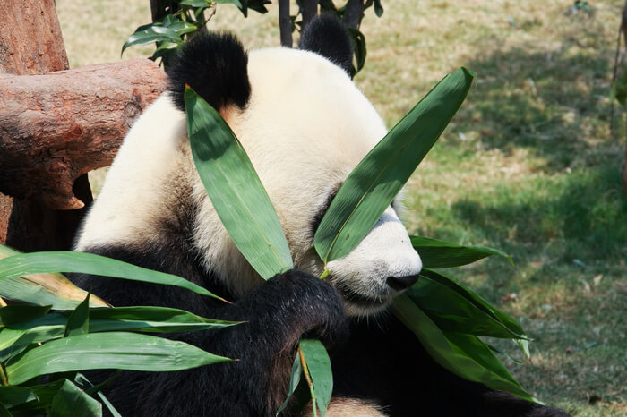 Panda frisst Bambus und verdeckt sein Gesicht