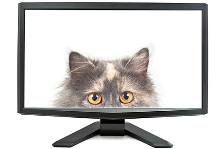 Bildschirm mit Katze 