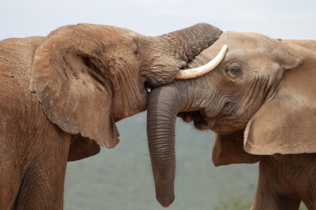 Elefanten 